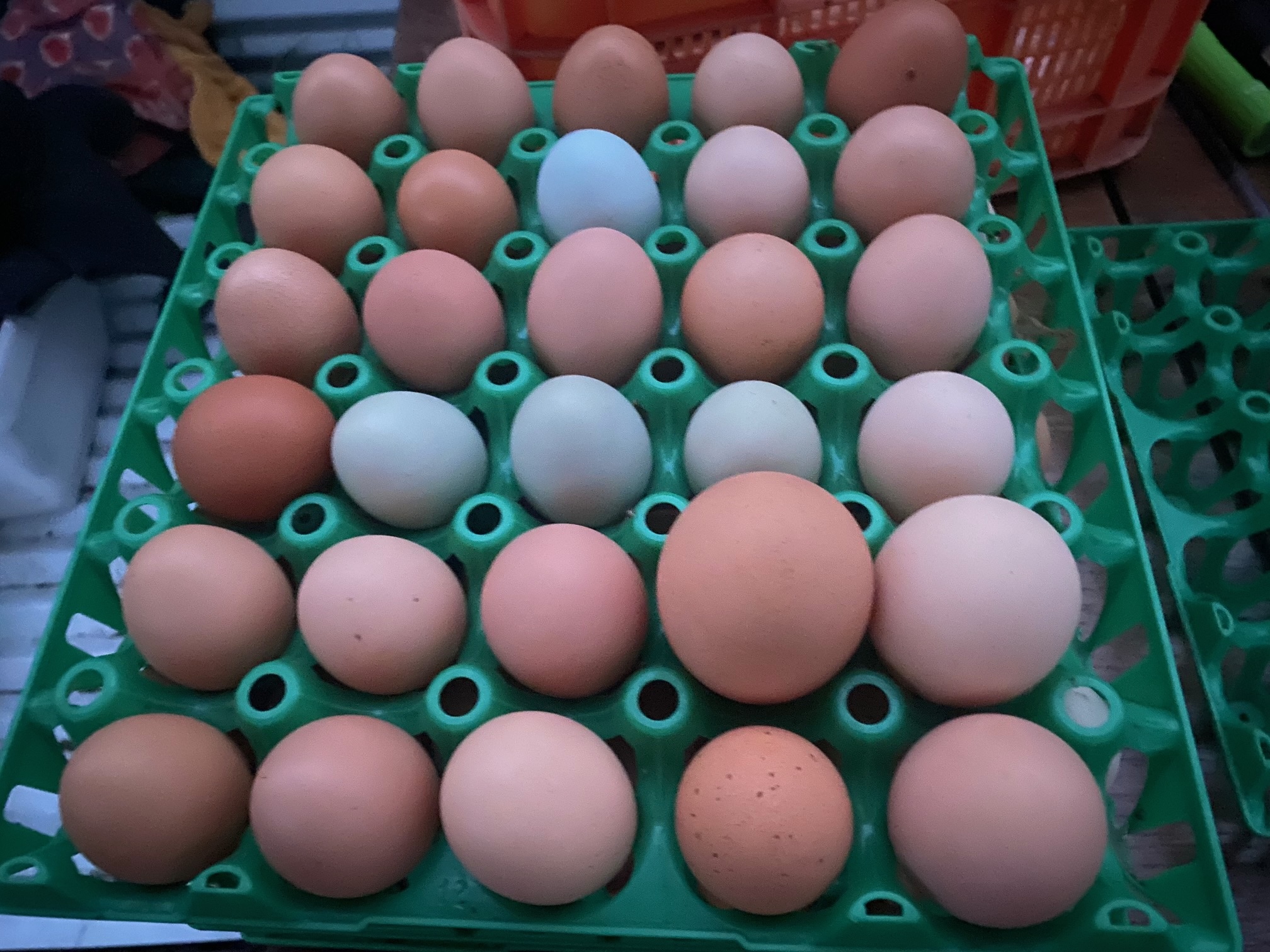 Ovos biológicos certificados